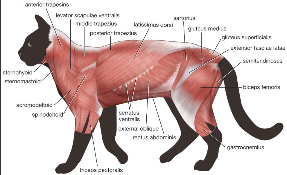 Cat Dissection Activity 1